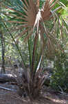 Cabbage palmetto